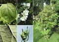 Philadelphus coronarius